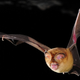 Image for article titled Could some of humanity's deadliest viruses have come from eating bats?